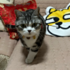 ͷ