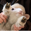 ͷ