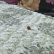 ͷ