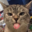 ͷ��
