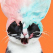 ͷ��