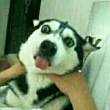 ͷ