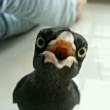 ͷ