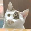 ͷ