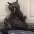 ͷ��