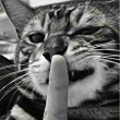 ͷ