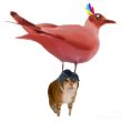 ͷ��