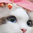 ͷ