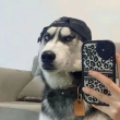 ͷ��