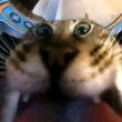 ͷ��