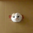 ͷ��
