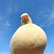 ͷ