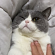 ͷ