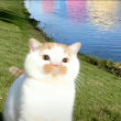 ͷ��