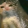ͷ��