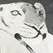 ͷ