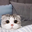 ͷ