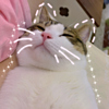 ͷ