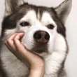 ͷ