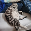 ͷ