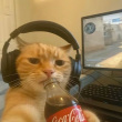 ͷ��