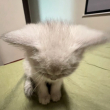 ͷ��