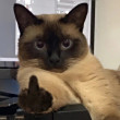 ͷ