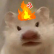 ͷ