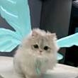 ͷ