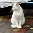 ͷ��