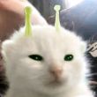 ͷ��