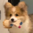 ͷ��