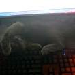 ͷ