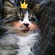 ͷ