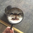 ͷ��