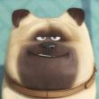 ͷ��
