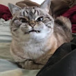 ͷ