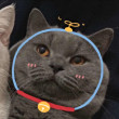 ͷ