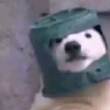 ͷ