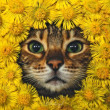 ͷ
