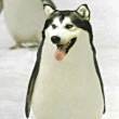 ͷ