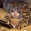 ͷ