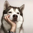 ͷ