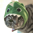 ͷ��