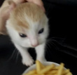 ͷ��