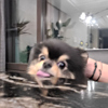 ͷ