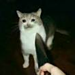 ͷ