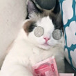 ͷ