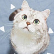 ͷ