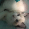 ͷ��